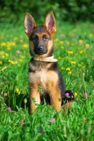 Puppy sitting in a field